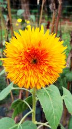 Close-up of bee pollinating on yellow flower blooming outdoors