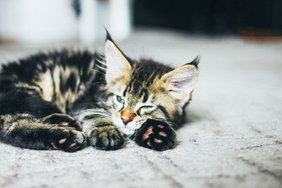 Close-up of cat relaxing on floor