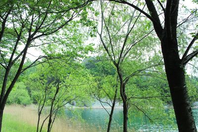 Trees in a river