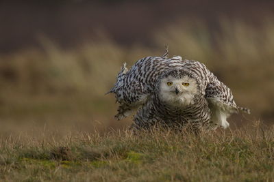 Portrait of snowy owl on grassy field