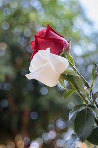 Close-up of rose roses