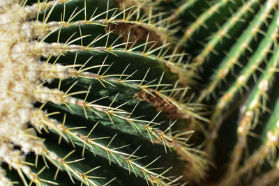 Full frame shot of cactus