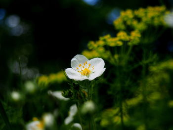 Close-up of white flowering plant