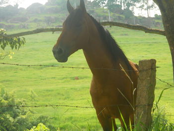 Horse grazing on grassy field