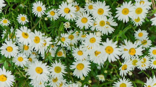 Close-up of daisies