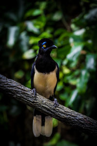 Close-up of bird perching on branch