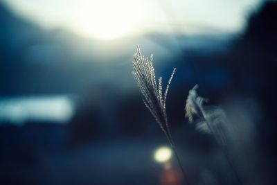 Close-up of plant against blurred background