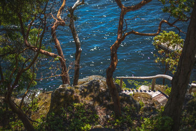 High angle view of trees in forest