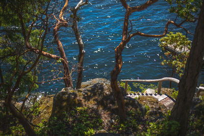 High angle view of trees in forest