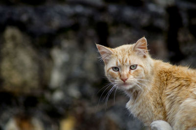 Close-up portrait of cat