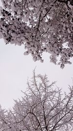 Low angle view of cherry blossom against clear sky