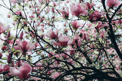 Low angle view of pink cherry blossoms in spring