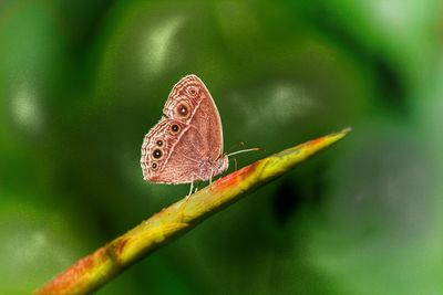 Butterfly on leaf