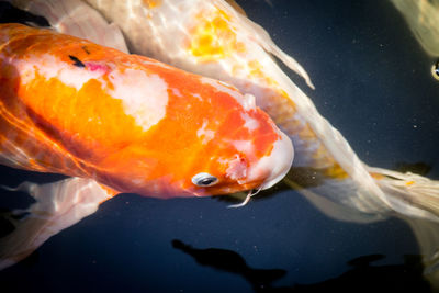 Close-up of fish swimming in sea