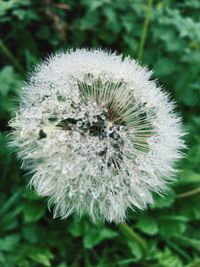 Close-up of flower