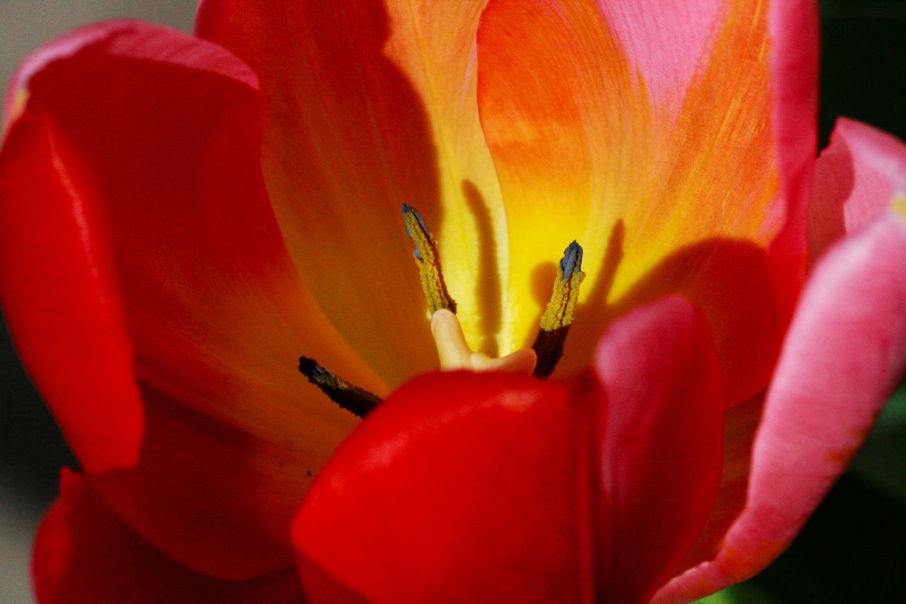 flower, flowering plant, petal, plant, freshness, fragility, beauty in nature, close-up, flower head, inflorescence, tulip, red, growth, macro photography, pollen, nature, stamen, yellow, plant stem, no people, botany, pink, vibrant color, focus on foreground, blossom, day, outdoors