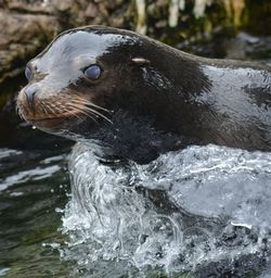 Sea lion at the queens zoo