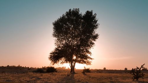 Silhouette tree on field against sky during sunset