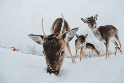 Flock of sheep on snow covered land