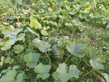 High angle view of plants growing on field