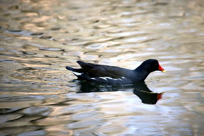 Black swan swimming in lake