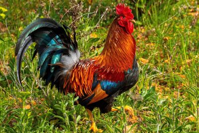 Side view of a rooster on field