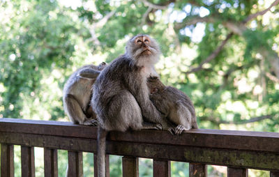 Monkey sitting on railing against trees
