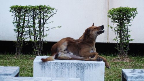 Dog sitting on grass against trees