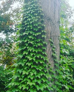 Low angle view of tree trunks in forest