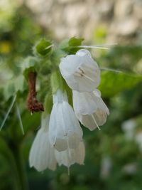 Close-up of white flower