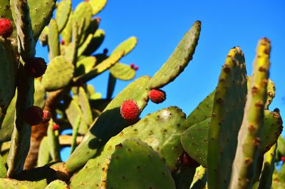Close-up of succulent plant growing on cactus
