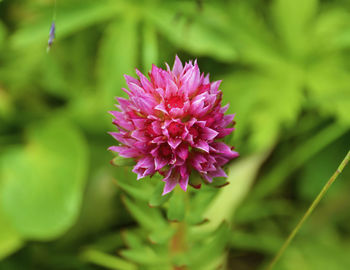 Close-up of pink flower