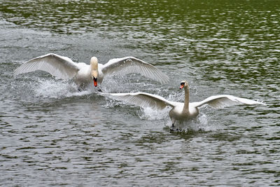 Swans swimming in lake