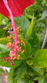 Close-up of red flowering plant