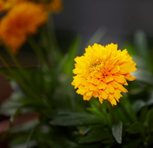 Close-up of yellow marigold blooming outdoors