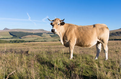 Cow in a field in the puy de dôme in auvergne