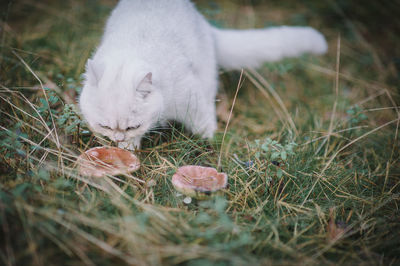 Close-up of cat on field