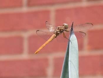 Close-up of insect perching on red outdoors