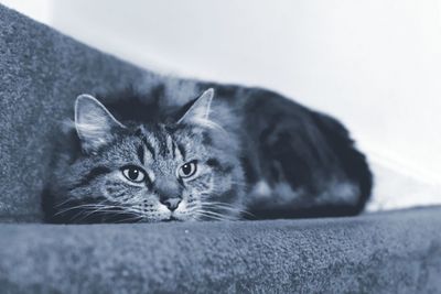 Close-up of cat resting on stairs