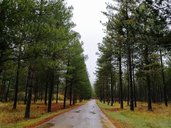 Empty road amidst trees in forest against sky