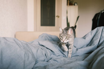 Portrait of cat relaxing on bed at home