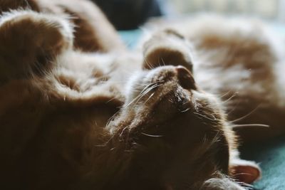 Orange kitten sleeping