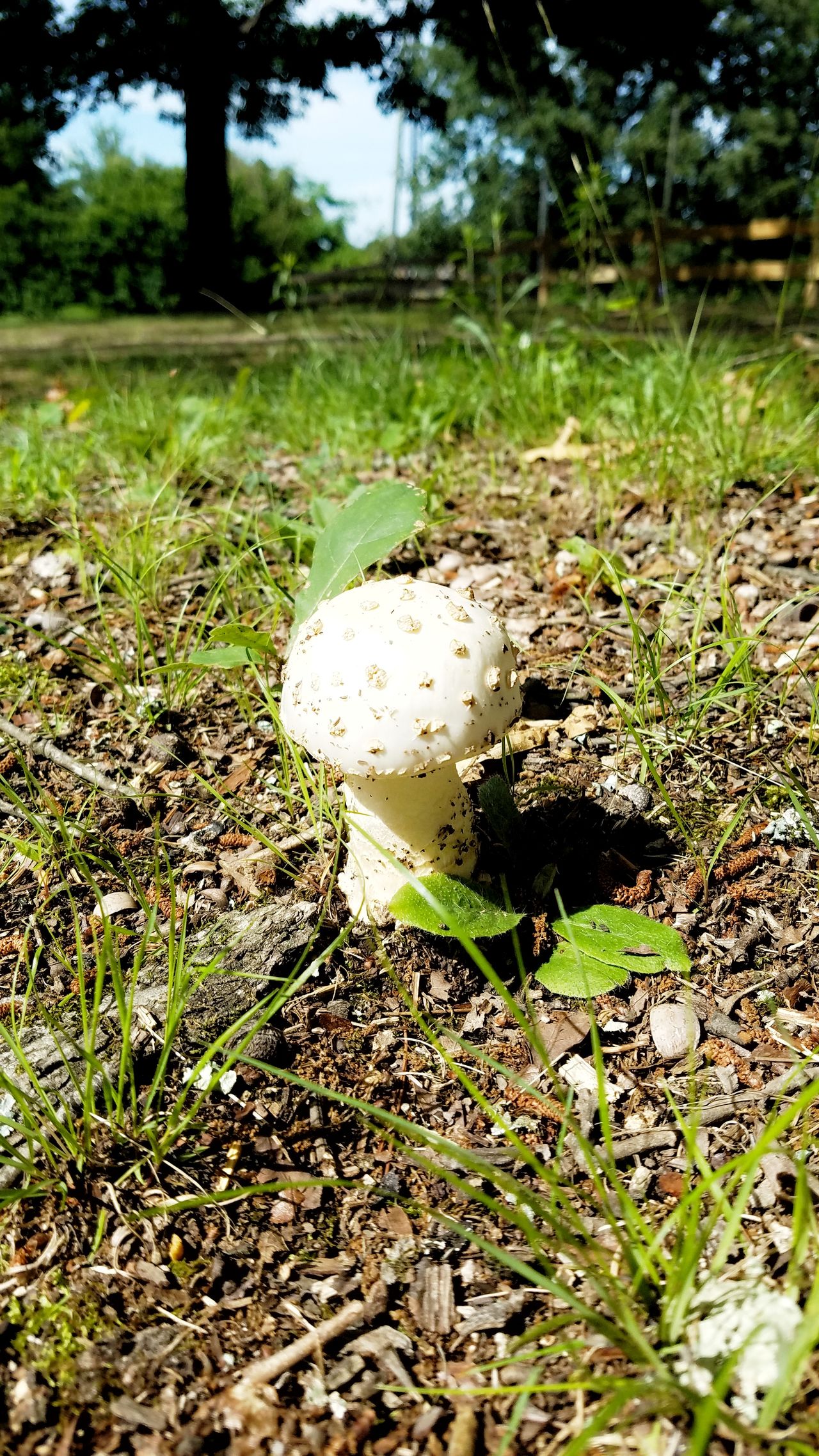 White mushroom