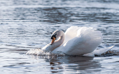 Swan swimming in lake