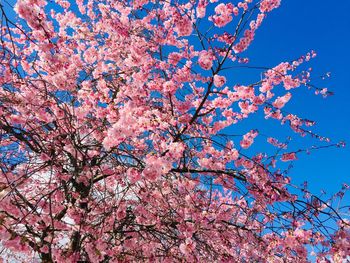 Low angle view of cherry blossom tree