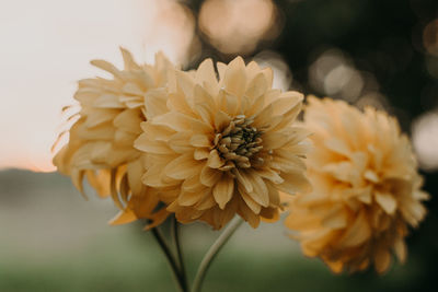 Yellow flowers