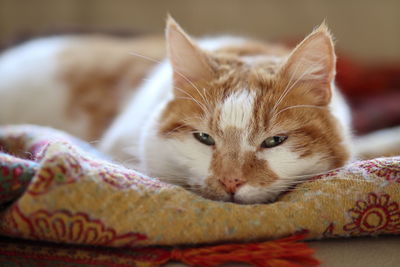 Close-up of cat resting