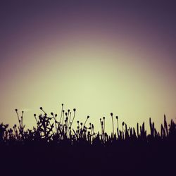 Silhouette plants against sky at night