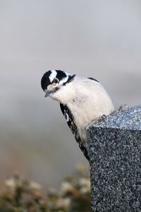 Close-up of bird perching on rock against sky