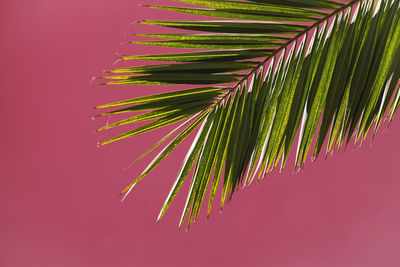 Close-up of palm tree leaves